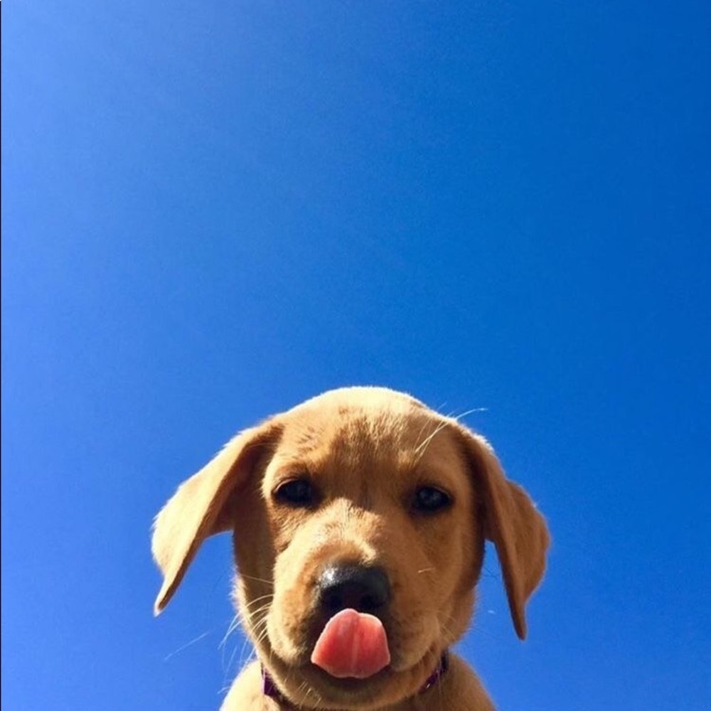 Meet your Posher, Rachel